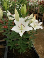 [5533 PO36 White Mark No01.JPG]